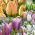 Relaxing Colour Tulip Collection 