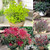 RHS AGM WINNING - Evergreen Shrub Collection
