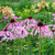 Echinacea Pallida