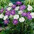 Scabiosa Caucasica Collection 7cm