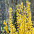 Forsythia int. Lynwood
