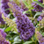 Buddleia d. Butterfly Candy Little 'Lavender' (Lilac)
