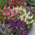 Buddleia d. Butterfly Candy Little Bubblegum (Pink)