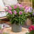 Buddleia d. Butterfly Candy Little Bubblegum (Pink)
