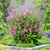 Buddleia d. Butterfly Candy Little Bubblegum (Pink)