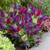 Buddleia d. Butterfly Candy Little ''Grape ' (Purple)