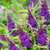 Buddleia d. Butterfly Candy Little ''Grape ' (Purple)