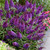 Buddleia d. Butterfly Candy Little ''Grape ' (Purple)