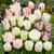 Tulip White Blend Mix