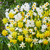 Narcissus Botanical Mix