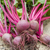 Beetroot Boltardy