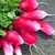Radish French Breakfast