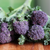 Broccoli - Purple Sprouting