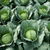 Cabbage - Greyhound
