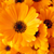 Calendula Nova