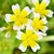 Limnanthes Douglasii – Poached Egg Plant