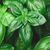Herb Basil Genovese