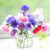Cornflower – Polka Dot Mix