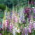 Digitalis Purpurea – Mixed