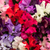 Sweet Pea - Royal Family Mix