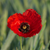 Papaver - Corn Poppy Red
