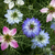 Nigella – Love in a mist Mix
