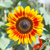 Sunflower – Autumn Beauty