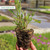 Verbena Bonariensis 7cm Powerliner