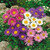 Aster Alpinus Mix 7cm Powerliner