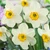 Narcissus 'Goose Green'