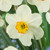 Narcissus 'Goose Green'