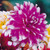 Dahlia Decorative BiColour Collection