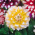 Dahlia Decorative BiColour Collection