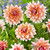 Dahlia Decorative BiColour Collection