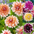 Dahlia Decorative BiColour Collection