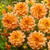 Dahlia Perfect Partner Collection