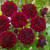 Dahlia Perfect Partner Collection