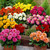 Dahlia Gallery 'Valentin'