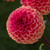 Dahlia 'Cornel Brons'