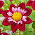 Dahlia 'Eefje'