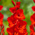 Gladioli Advance