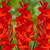Gladioli Advance