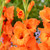 Gladioli Prince of Orange 