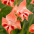 Gladiolus nanus 'Nathalie'