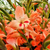 Gladiolus nanus 'Nathalie'