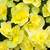 Begonia Patio Joy Yellow (Solenia)