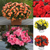 Begonia Patio Joy Collection (Solenia)