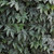 Begonia Gryphon