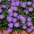 Brachyscome Brasco Violet