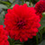 Dahlia Maxi Topia